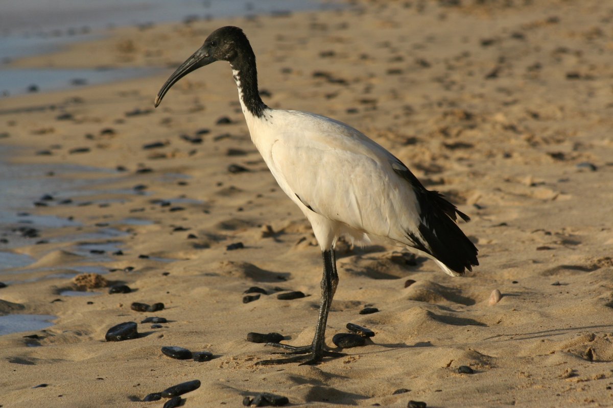 Птица Ибис в древнем Египте