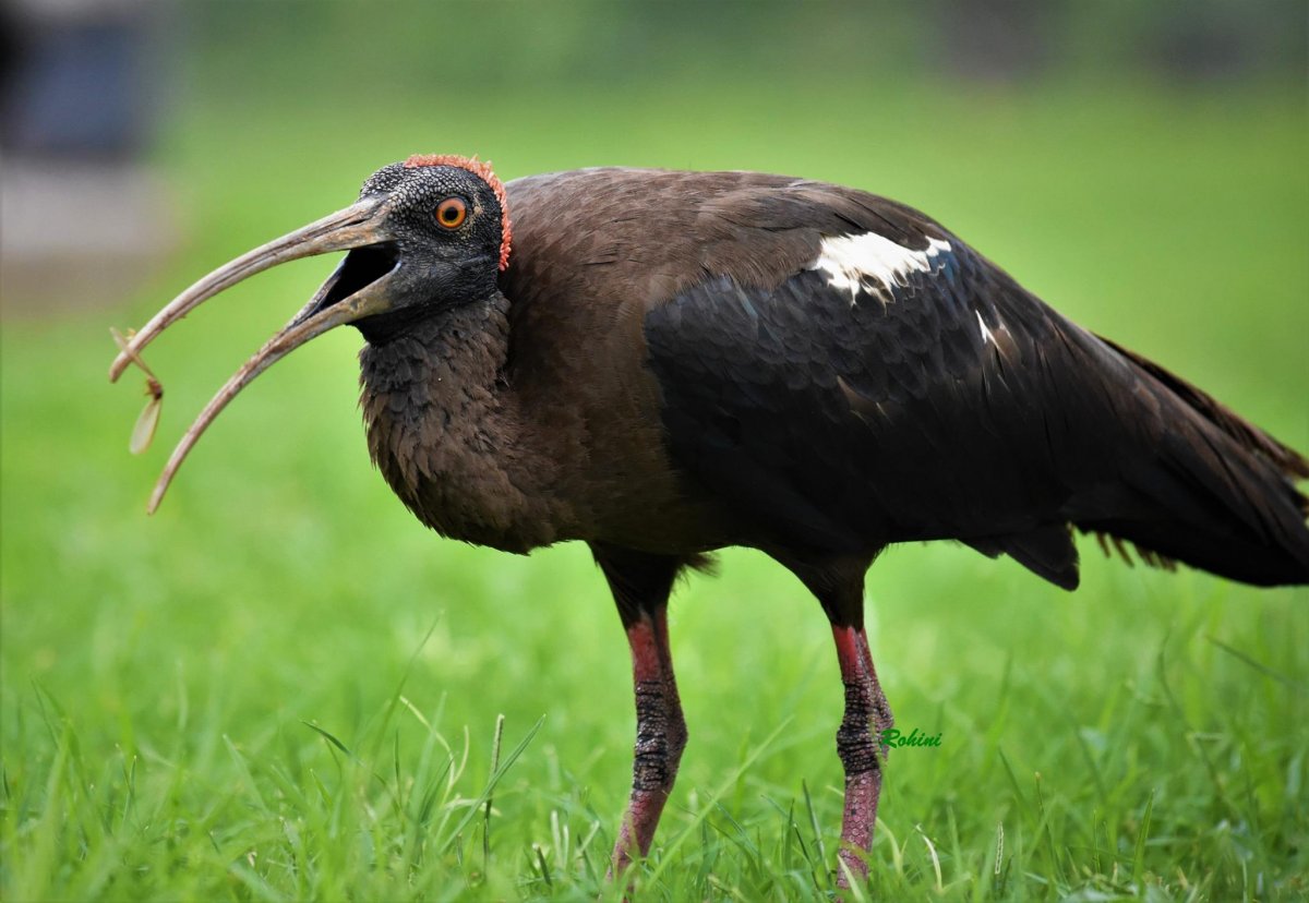 Ибис в Крыму птица