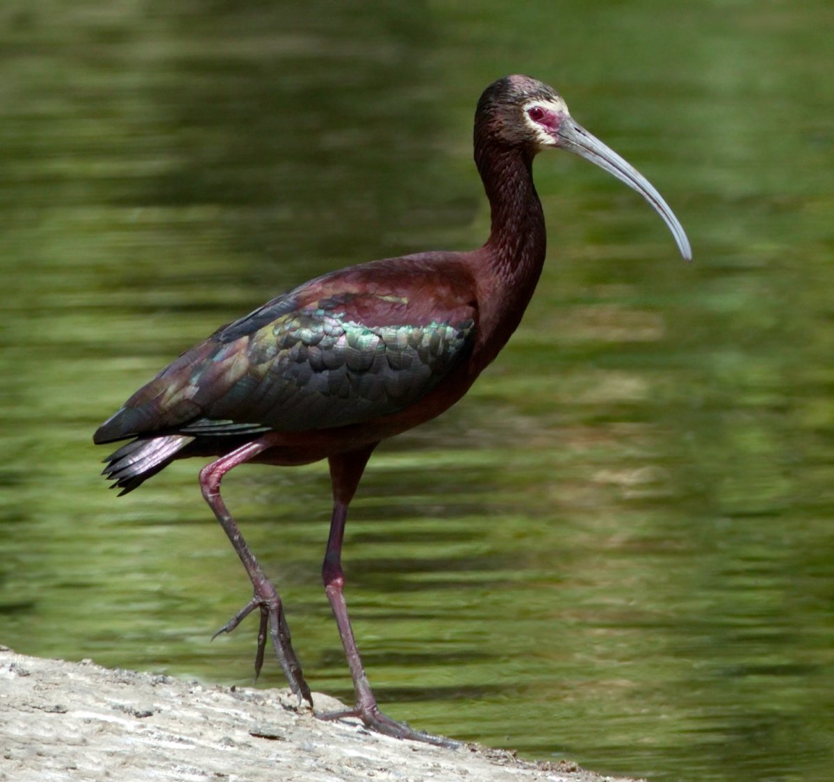 Ибис модели