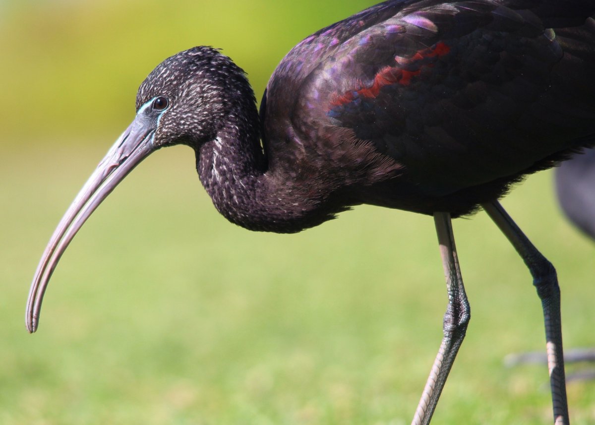 Каравайка птица черная