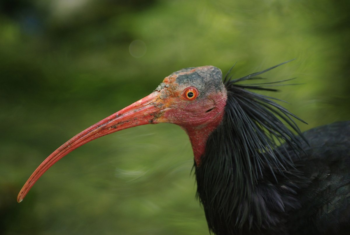 Красный Ибис птица