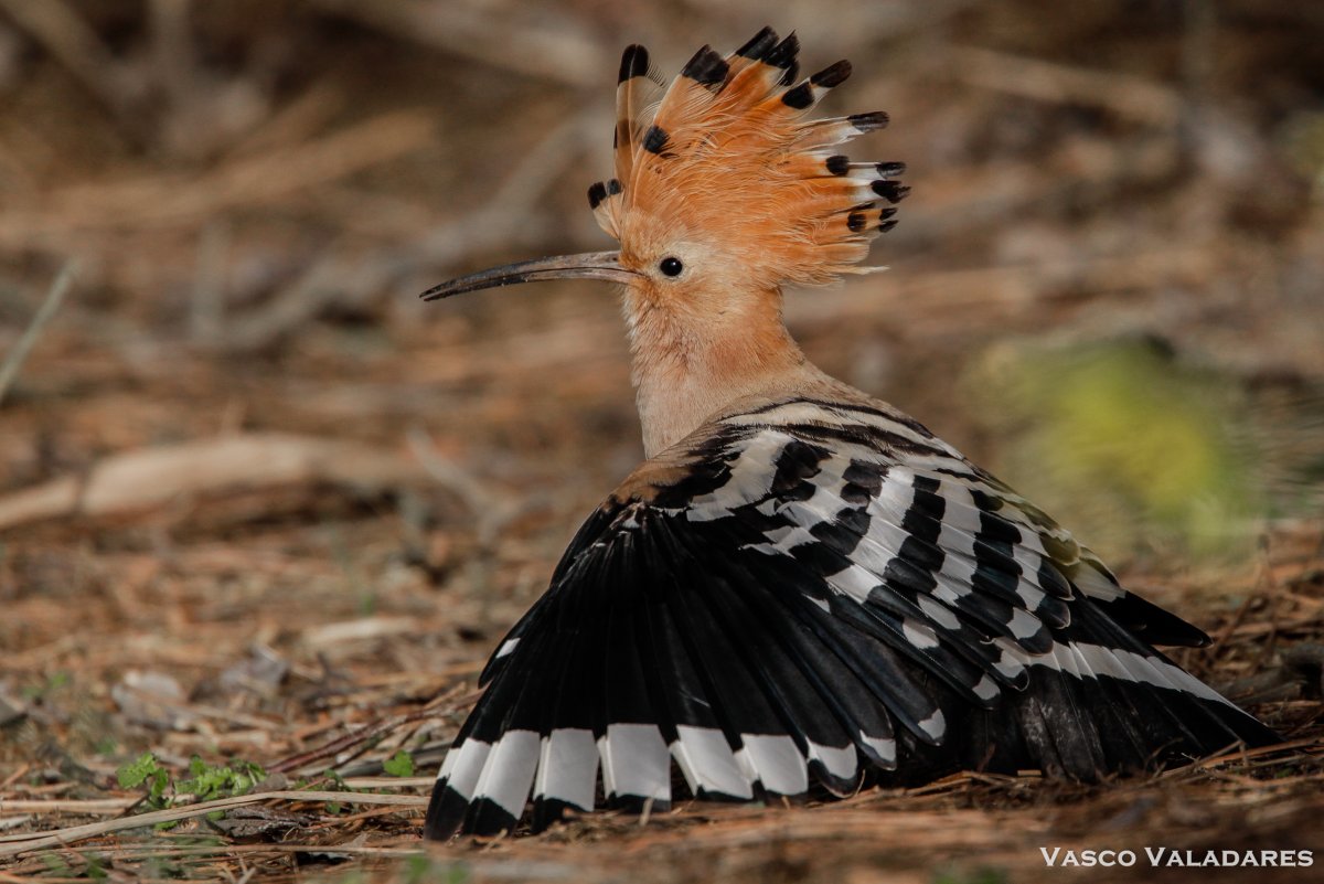 Бразильский алый Ибис