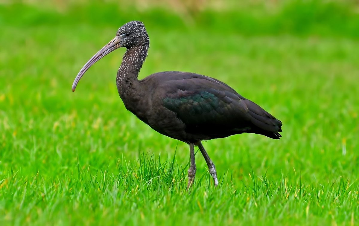 Цапля Каравайка