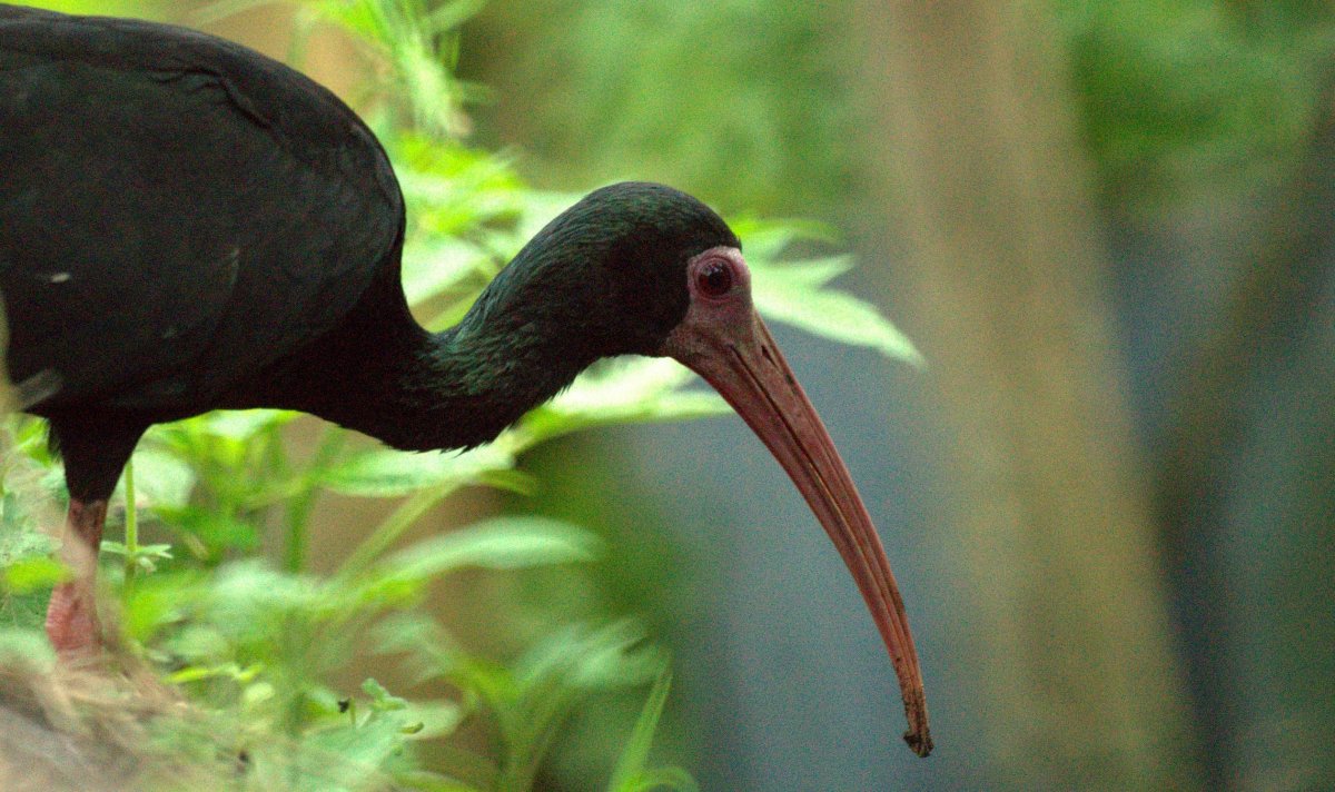 Threskiornis aethiopicus