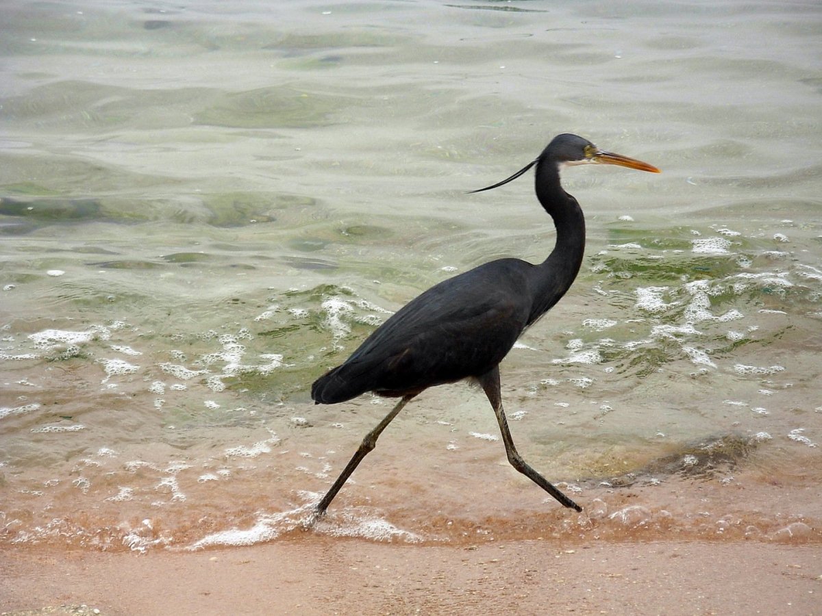 Лесной Ибис