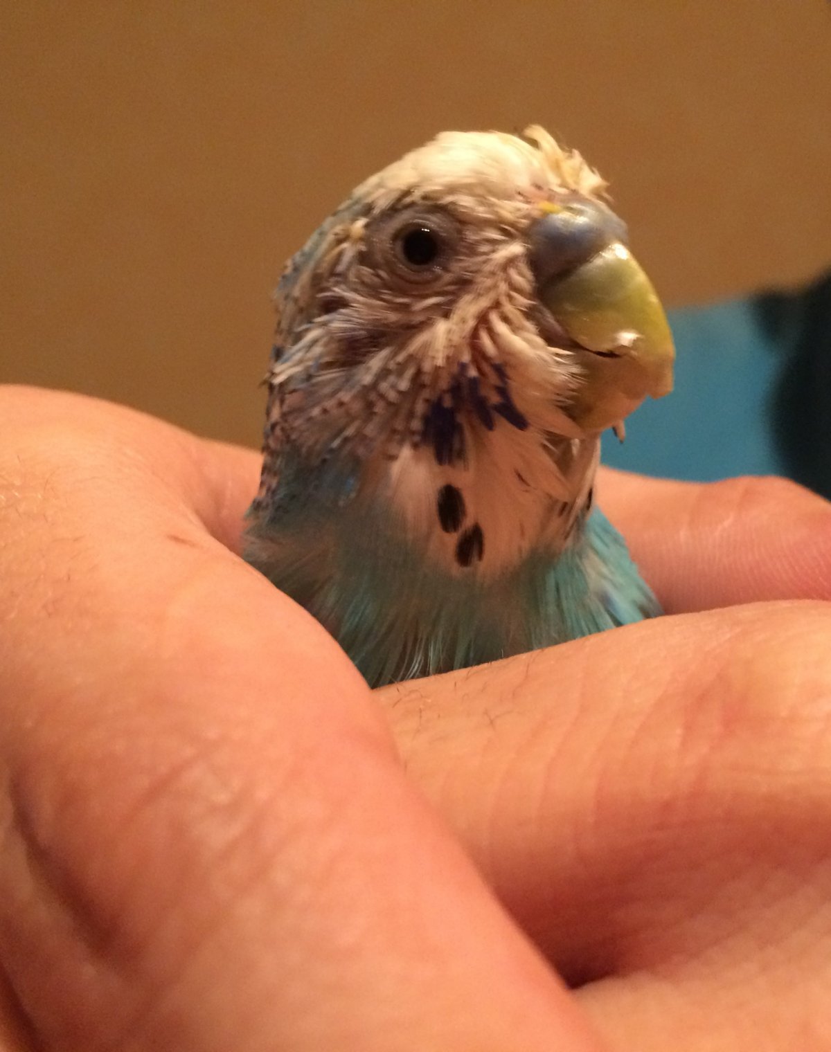 Восковица самки волнистого