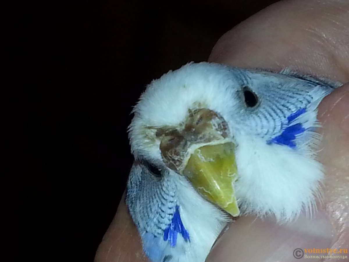 Кнемидокоптоз у волнистого