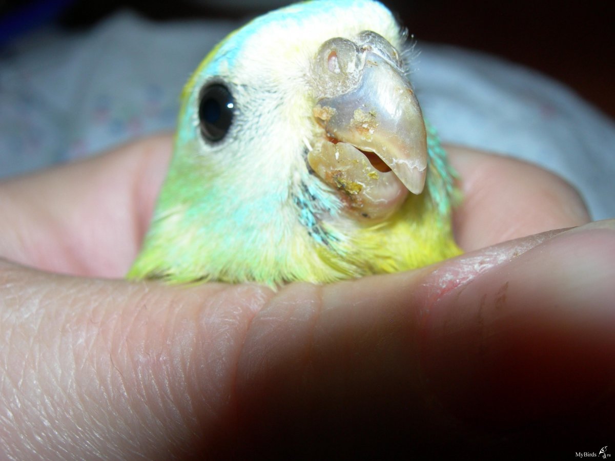 Травмирован клюв у волнистика