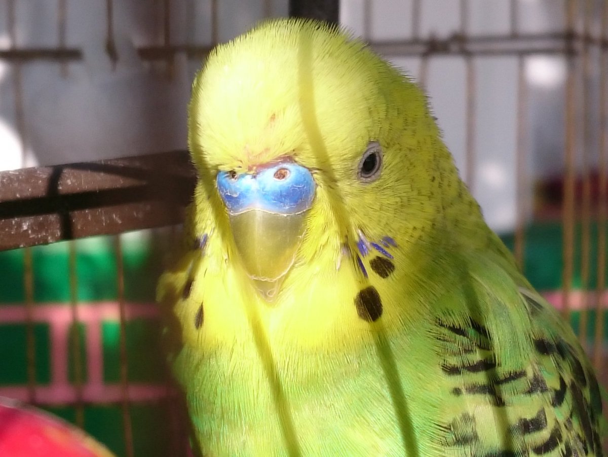 Нарост у попугая на клюве