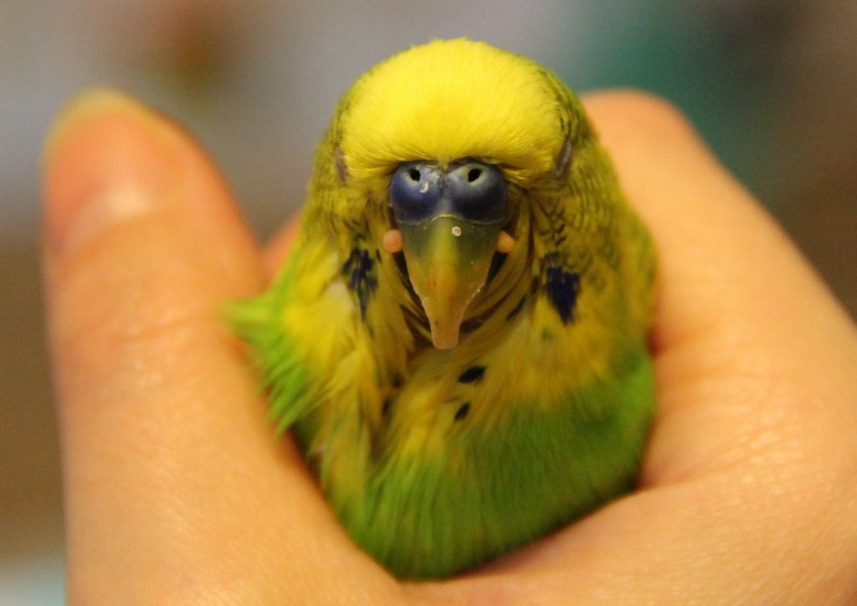 Кнемидокоптоз у волнистого попугая