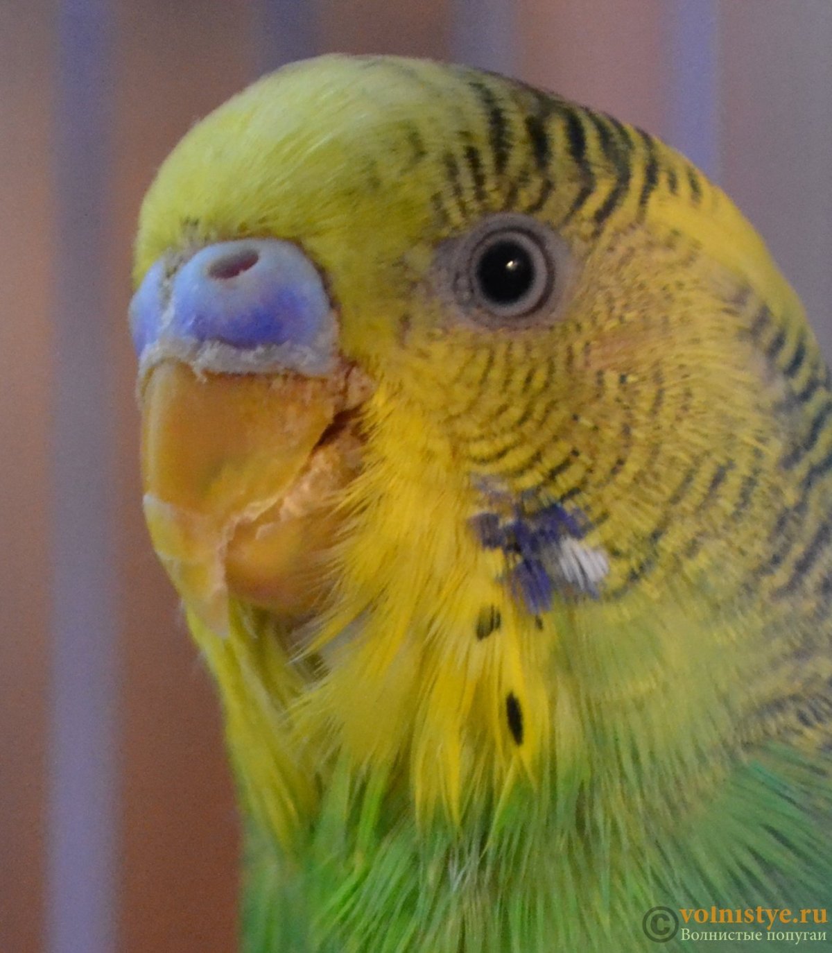 Болезни клюва у волнистых попугаев