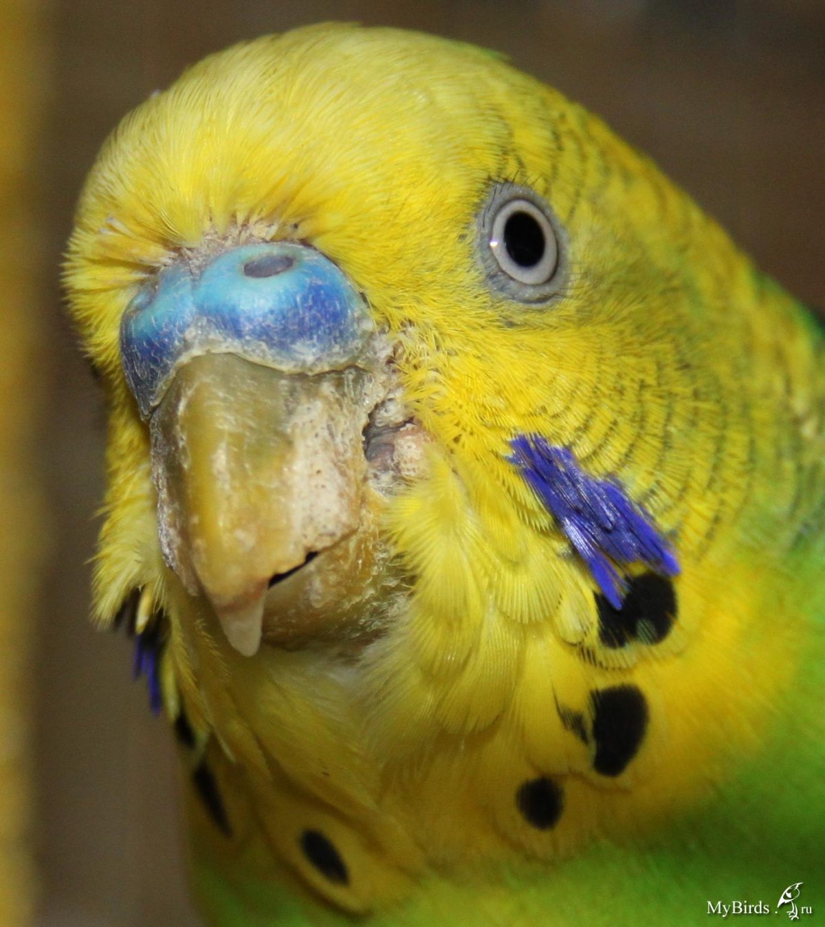 Здоровый клюв волнистого попугая