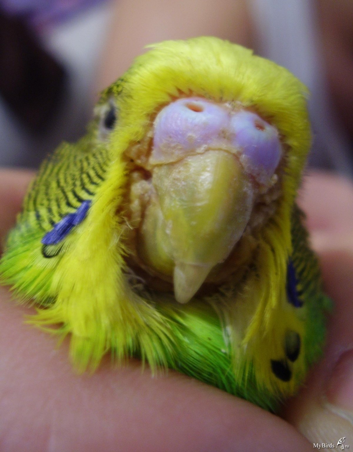 Кнемидокоптоз у попугаев