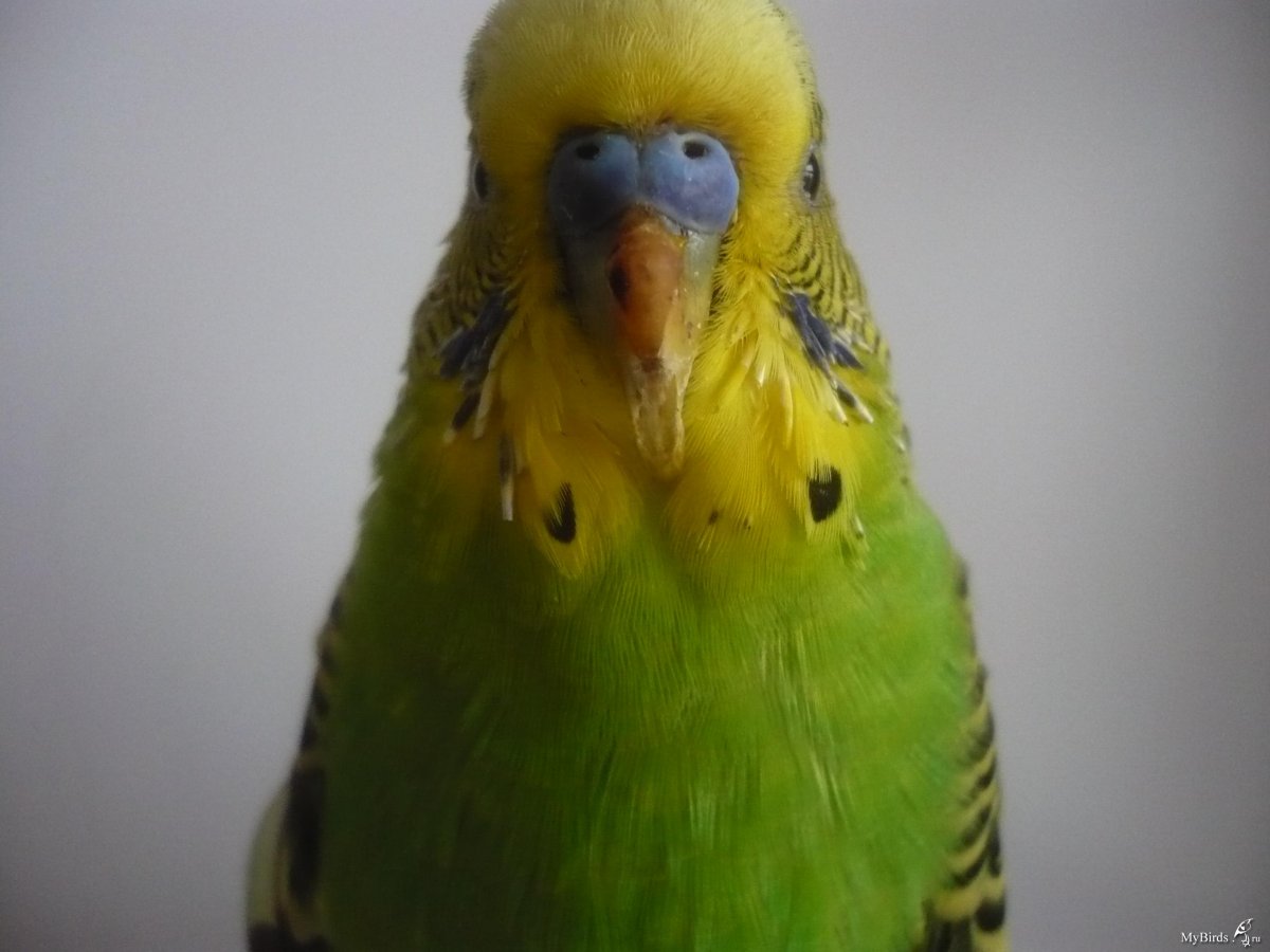 Слишком длинный клюв у волнистого попугая