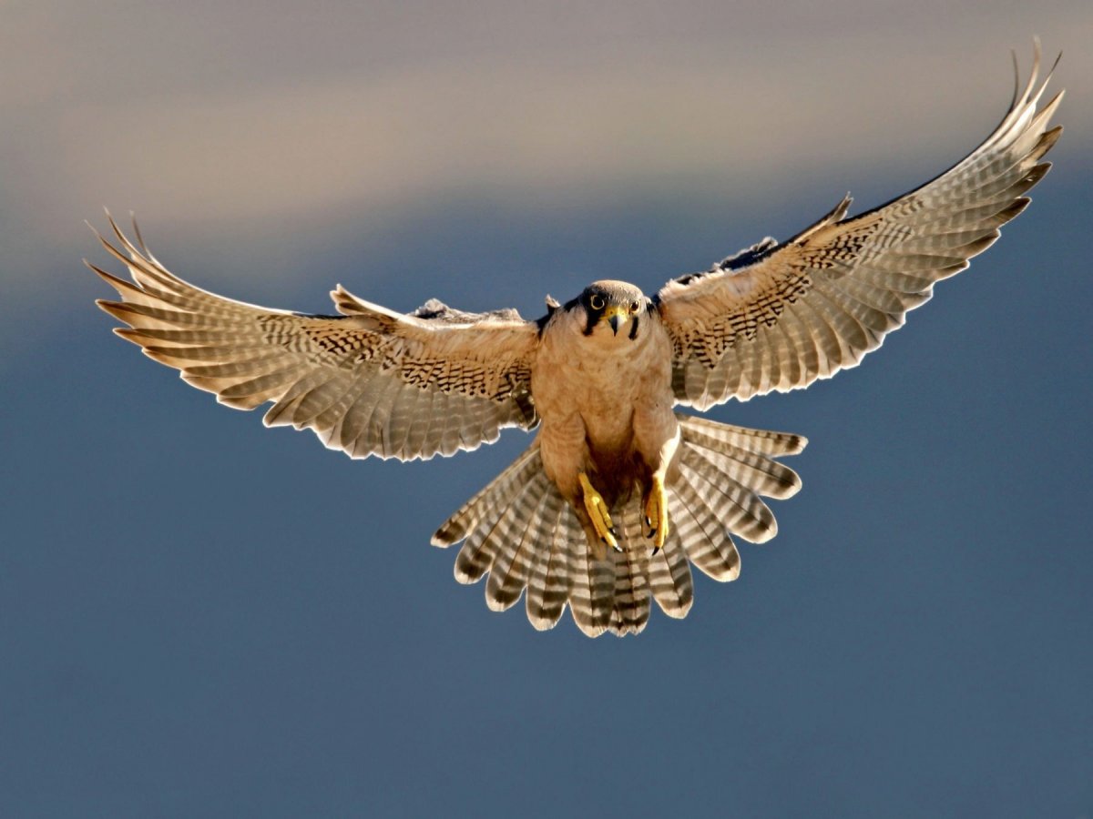 Сокол Сапсан Крылья