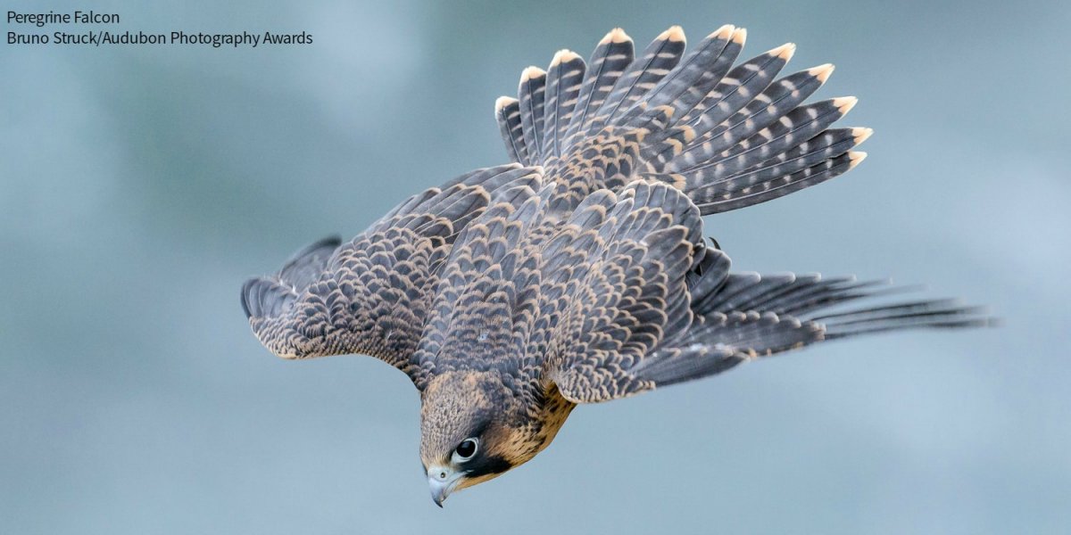 Полёт Сокола