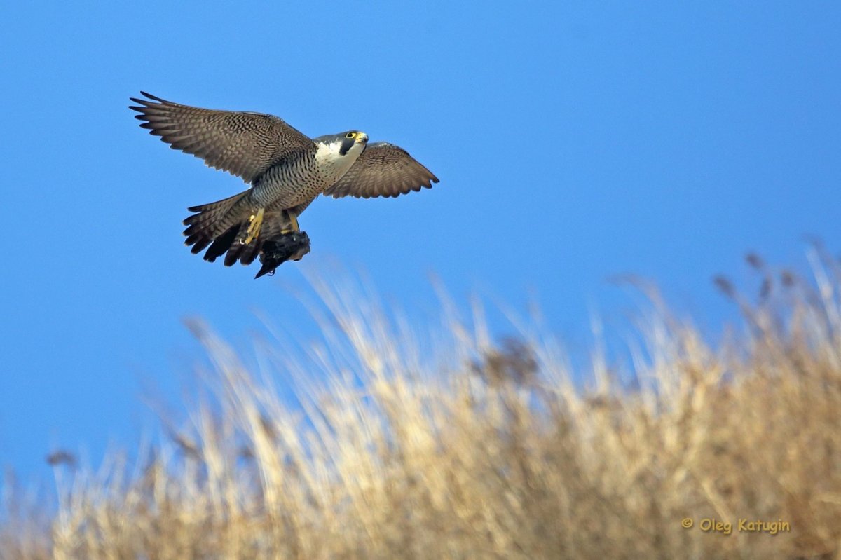 Крыло Сокола
