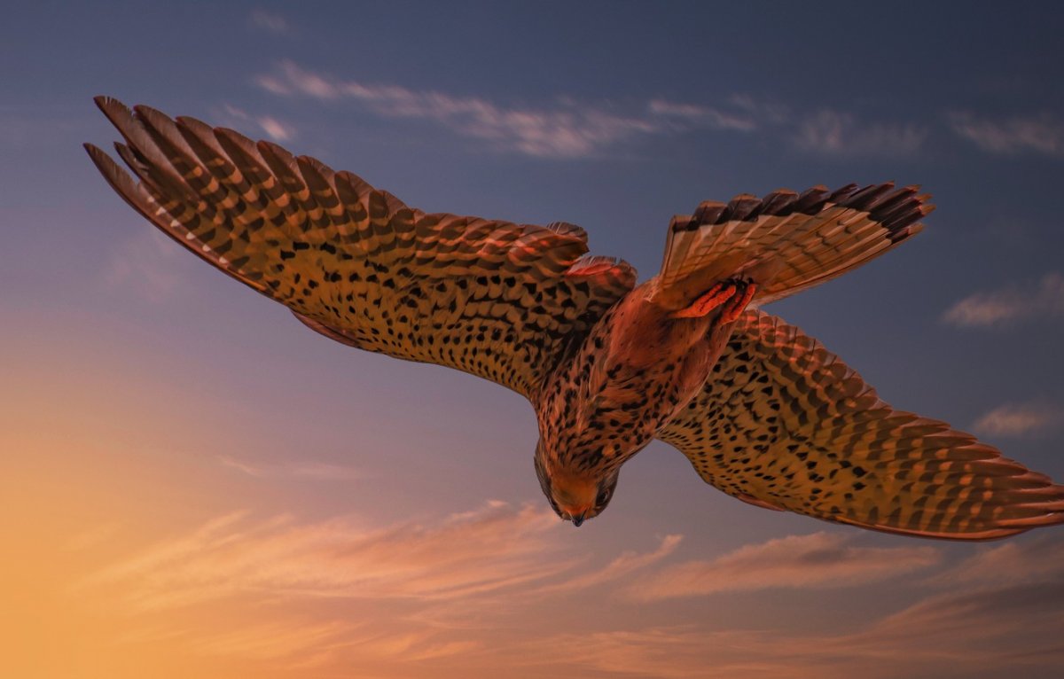 Кречет пикирует