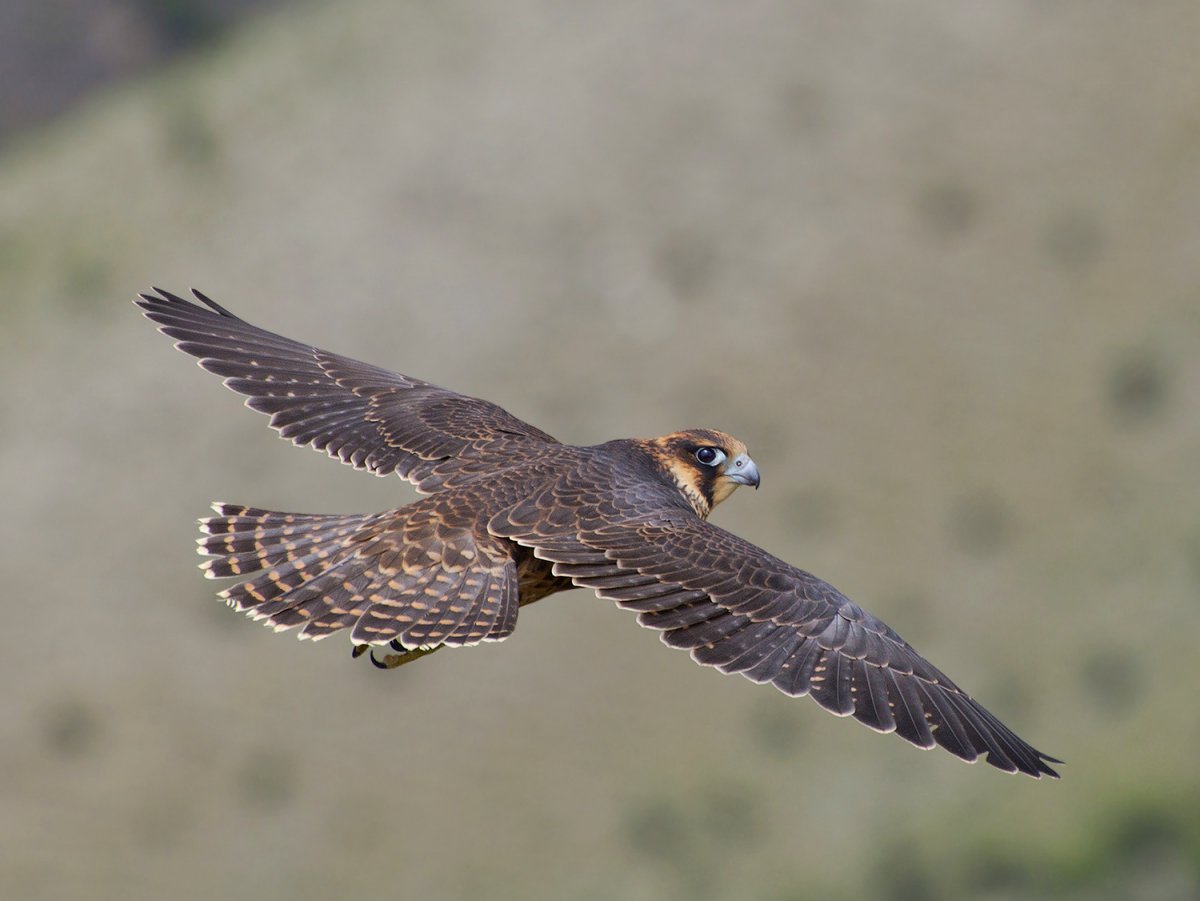 Сокол Сапсан фото