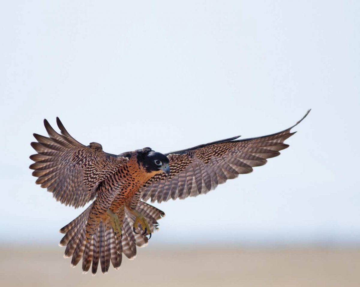 Сапсан птица вид сверху