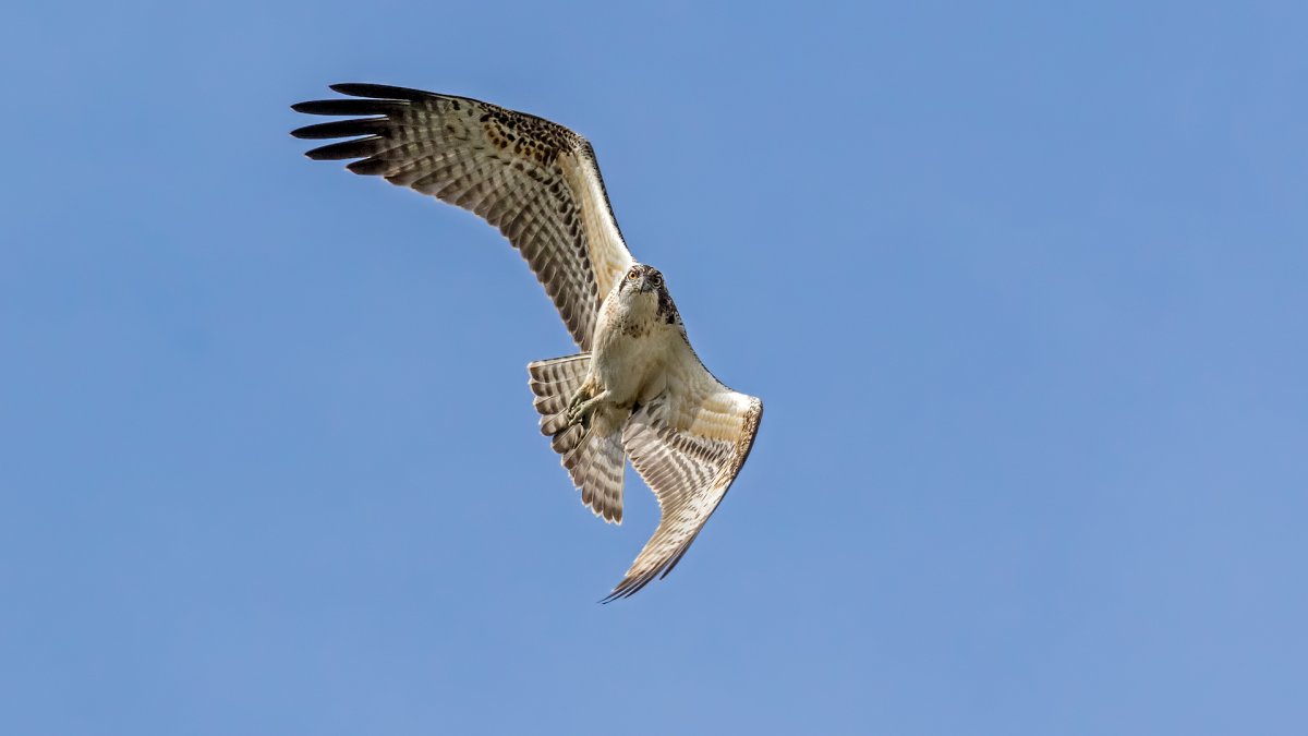 Таймырский заповедник Сокол Сапсан