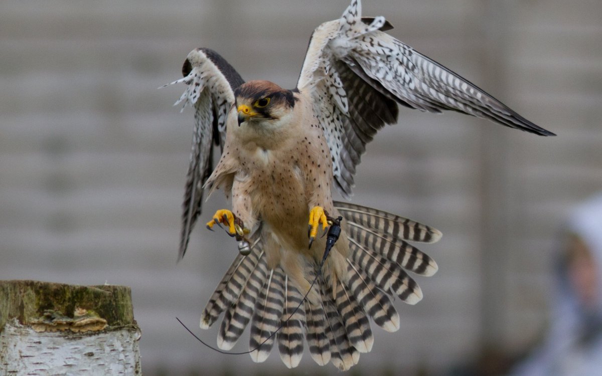Хвост Сокола Сапсана