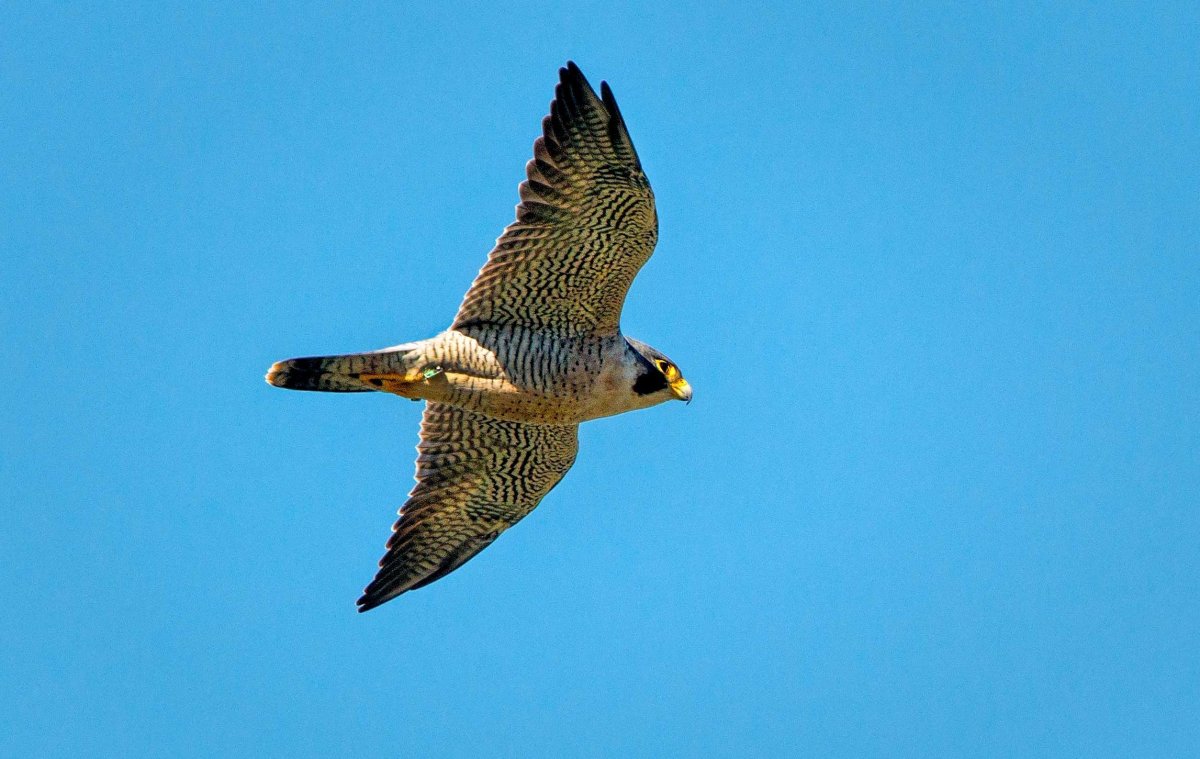 Сапсан птица скорость