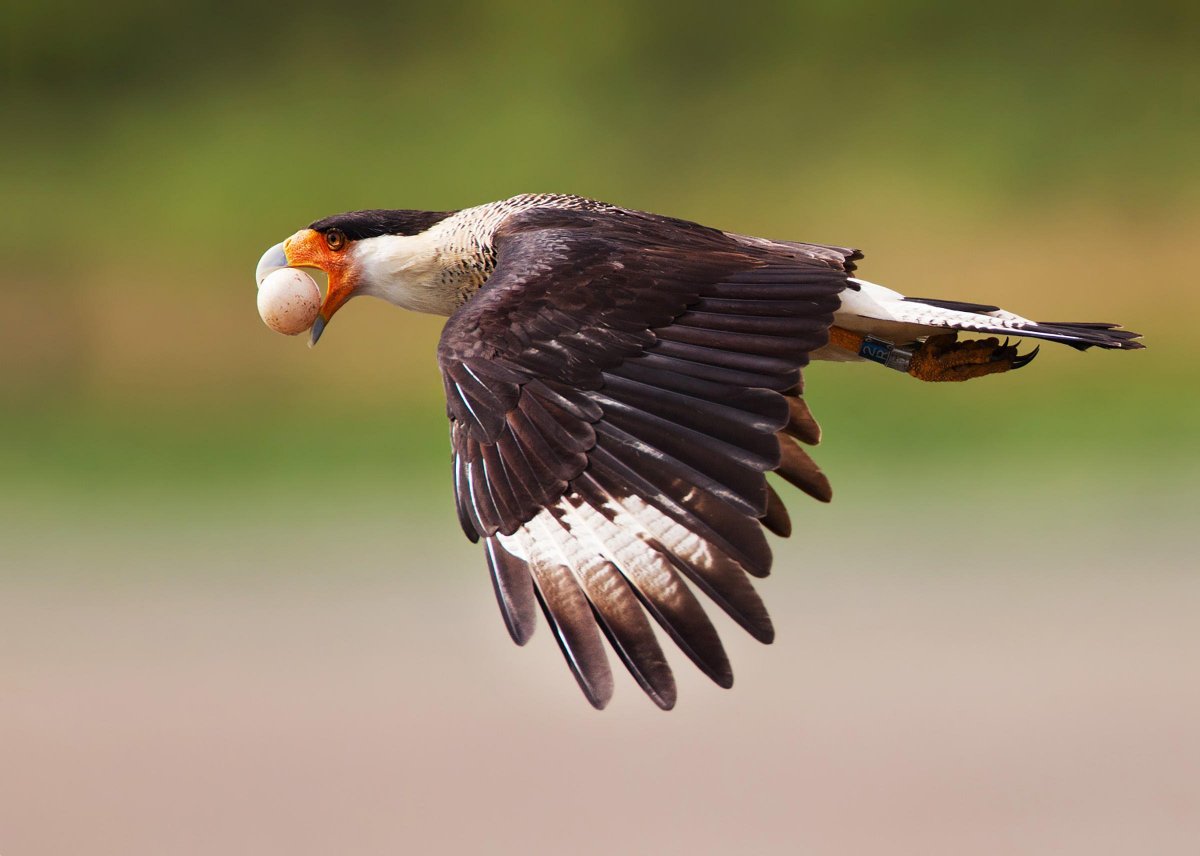Crested Caracara