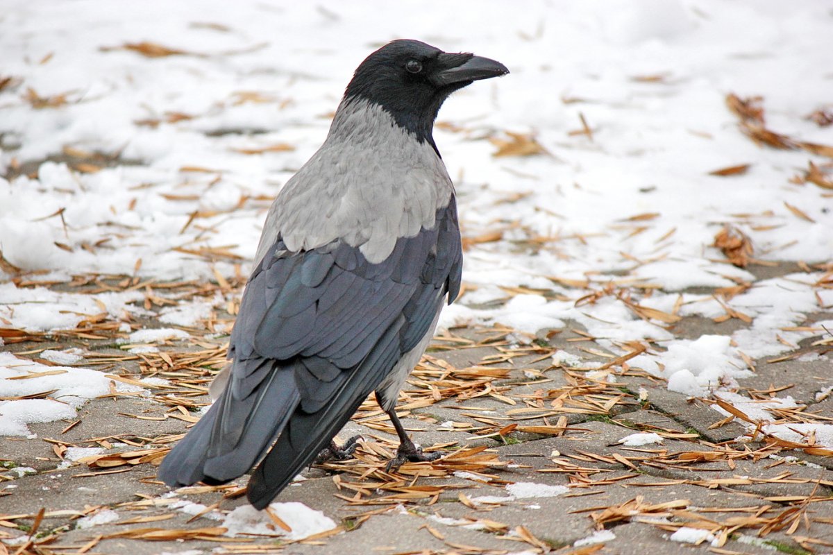 Серая ворона птица
