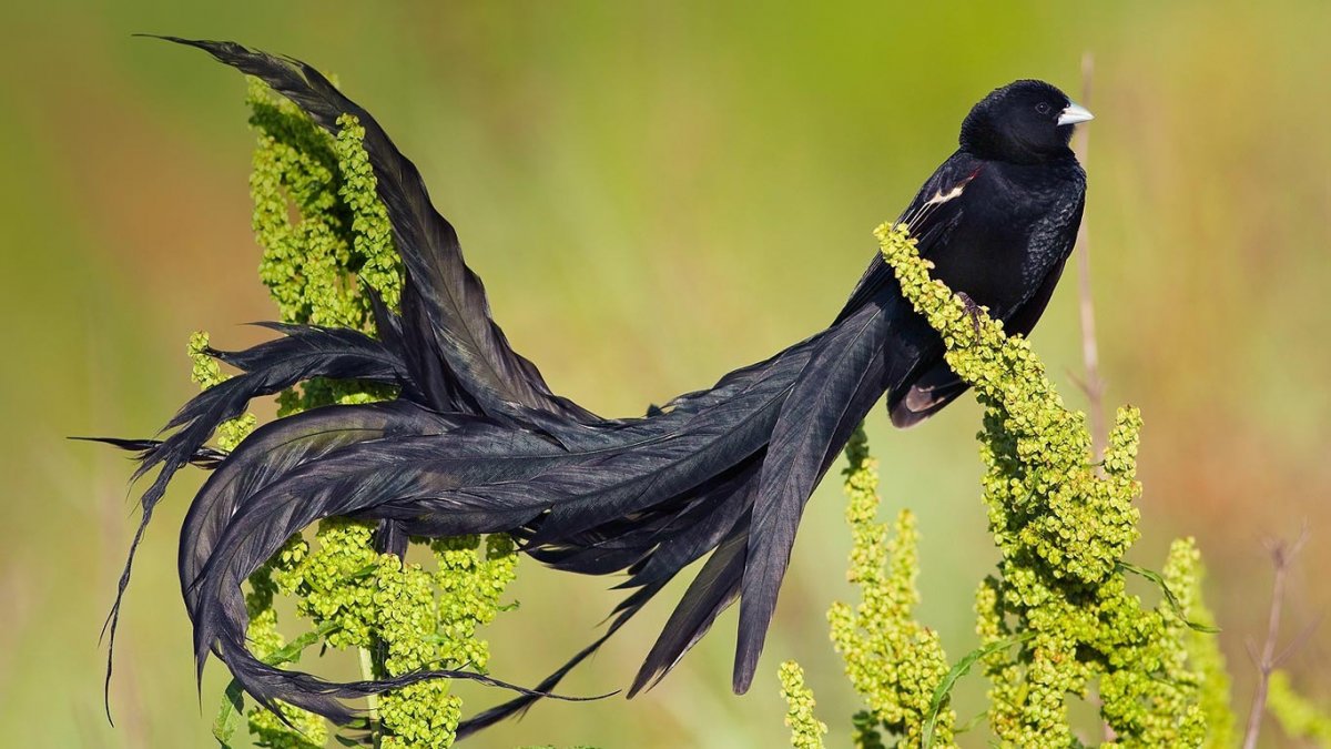 Бело голубая птичка