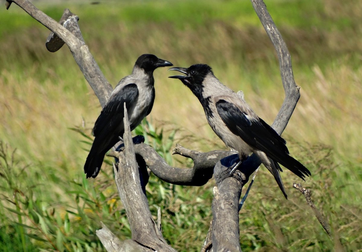 Серая ворона самец