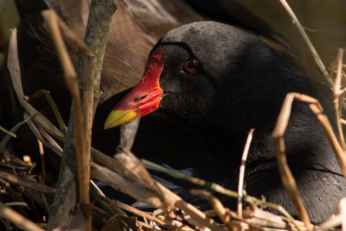 Андская гигантская лысуха гнезда