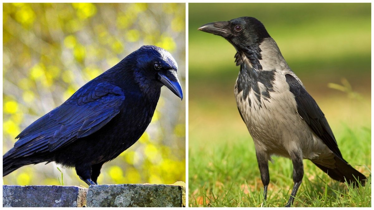 Ворона отличие от ворона