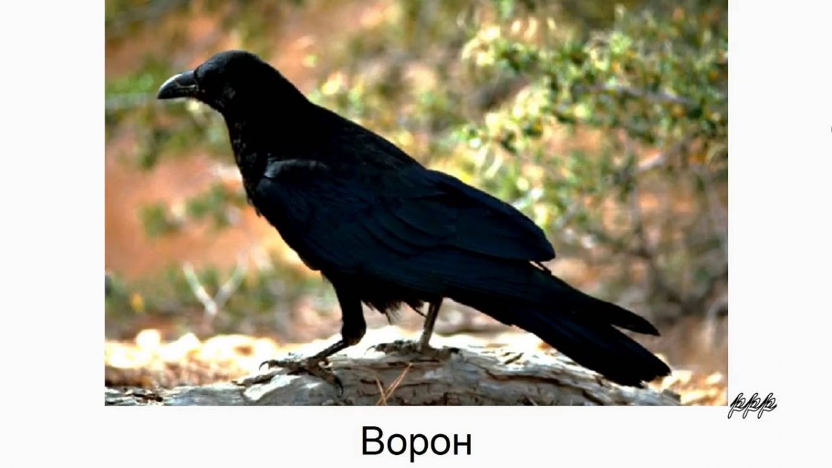 Всеядные птицы