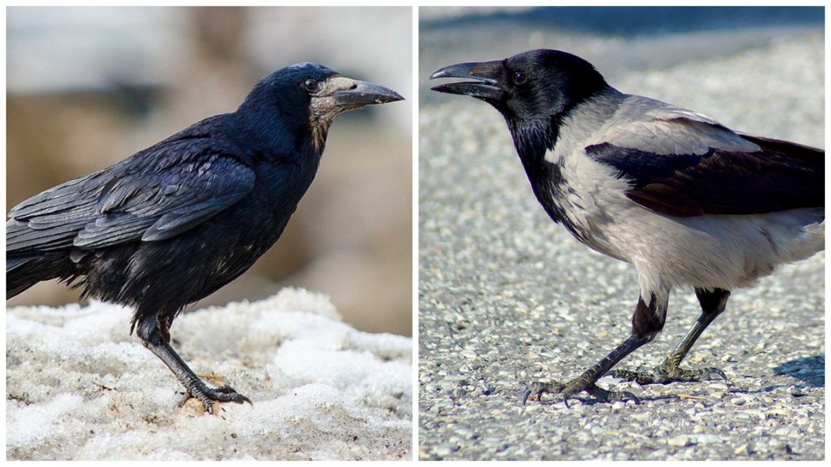 Птицы похожие на ворон только меньше