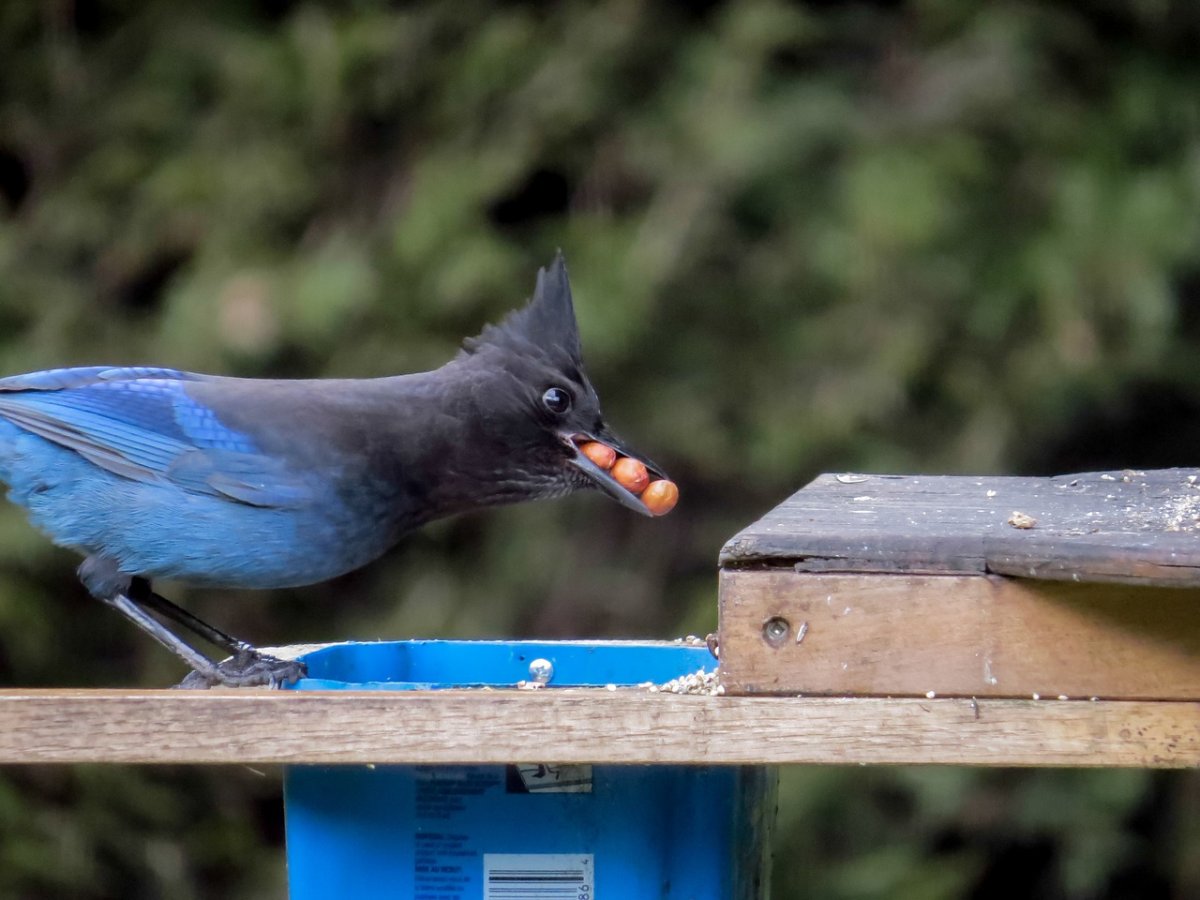 Дрозд чёрный в крапинку