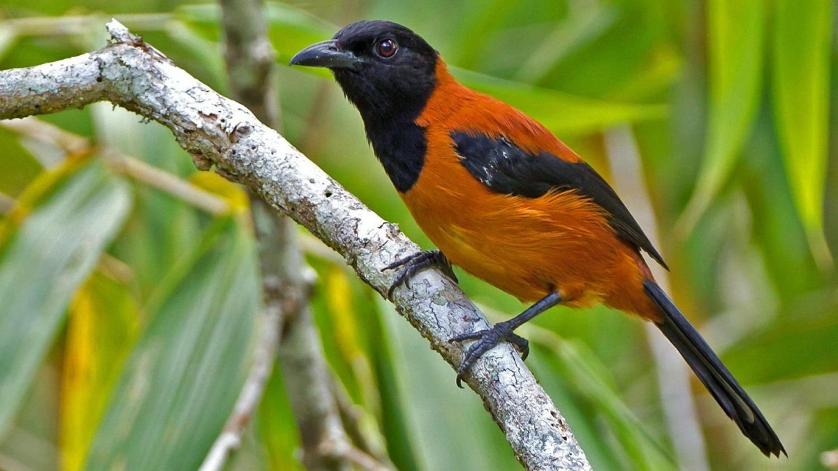 Дроздовая мухоловка питоху