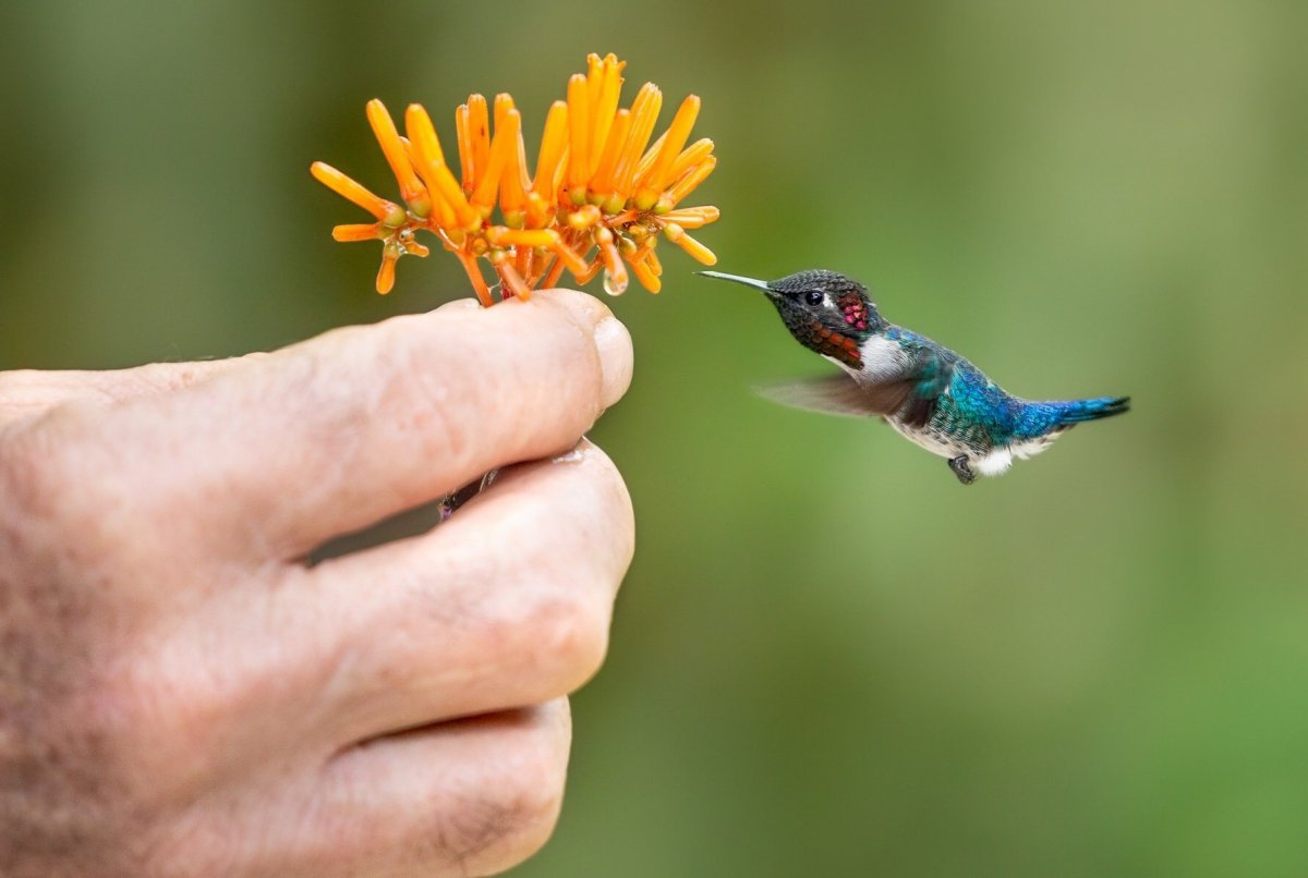 Зунзунито и Колибри