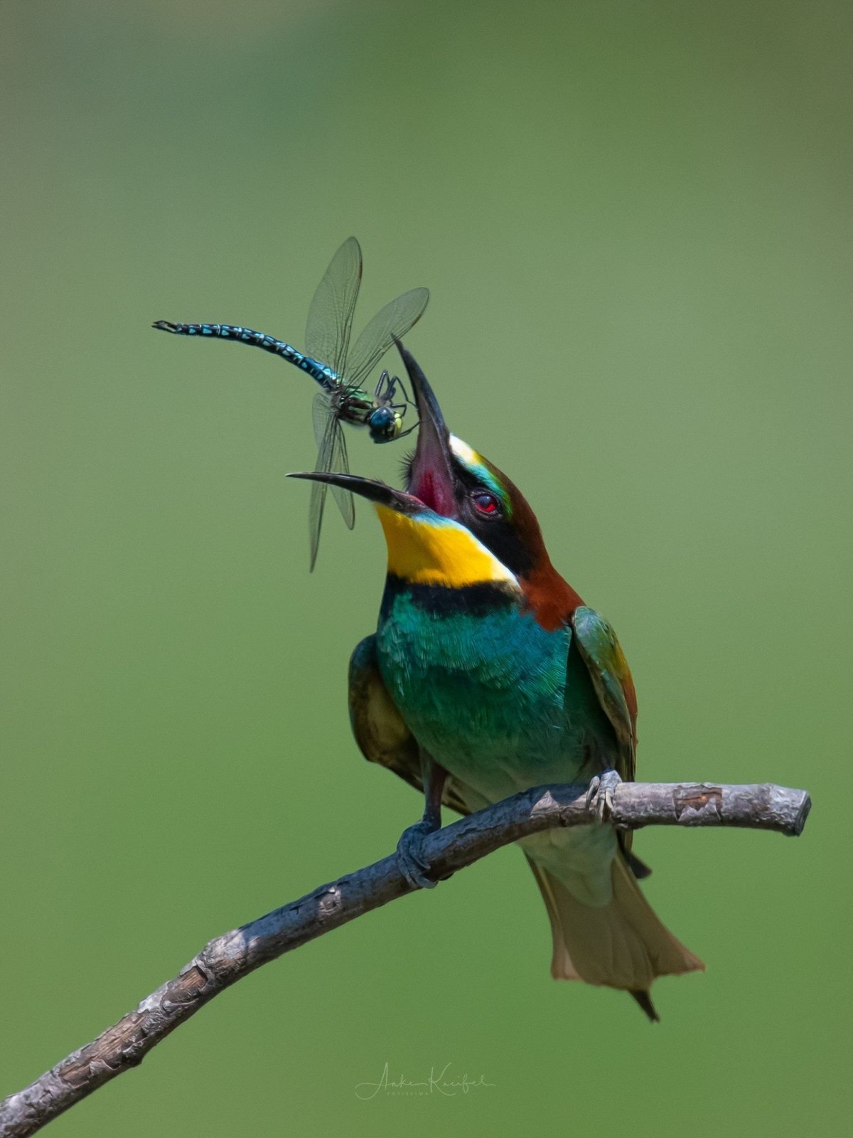 Calypte Anna. Калипта Анны.