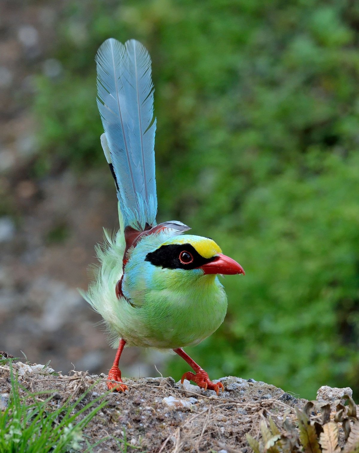 Птичка зунзунито