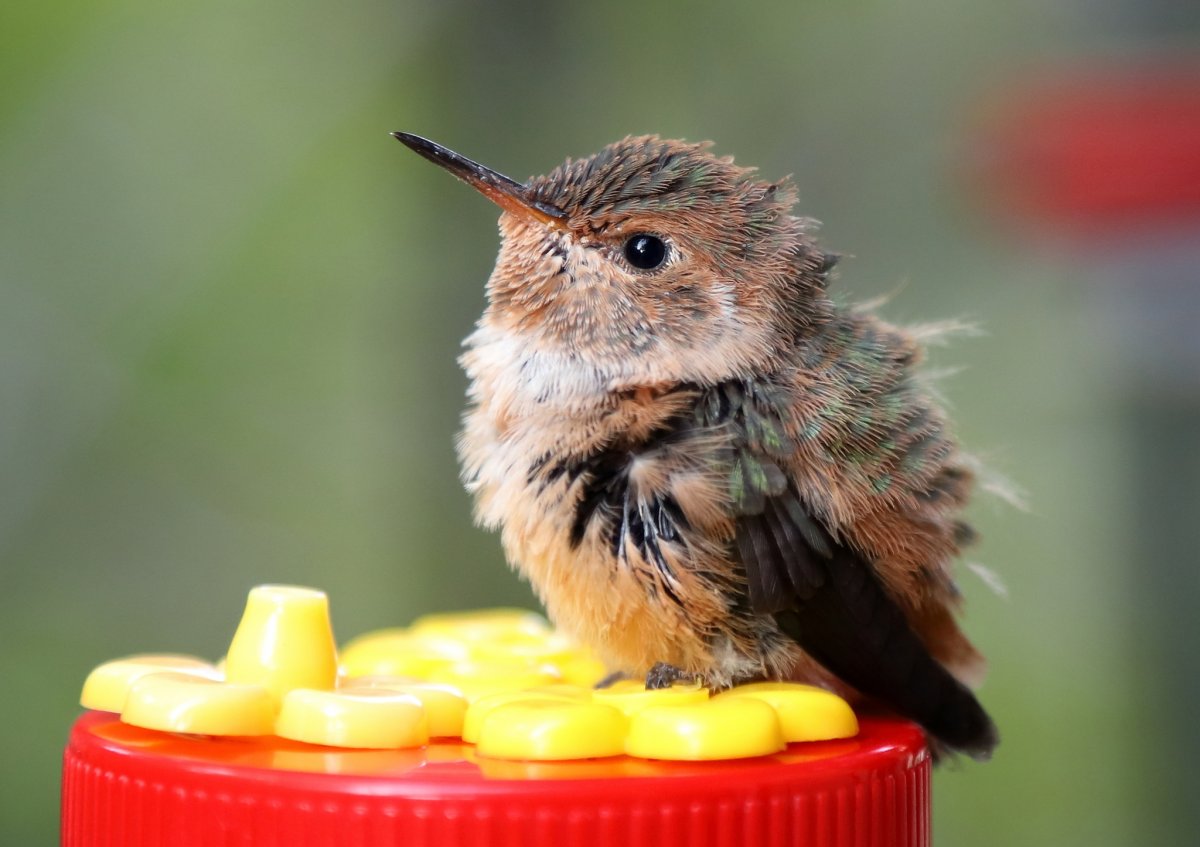 Кубинский Колибри Шмель