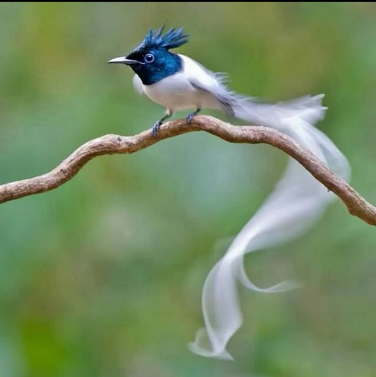 Веерохвостая мухоловка