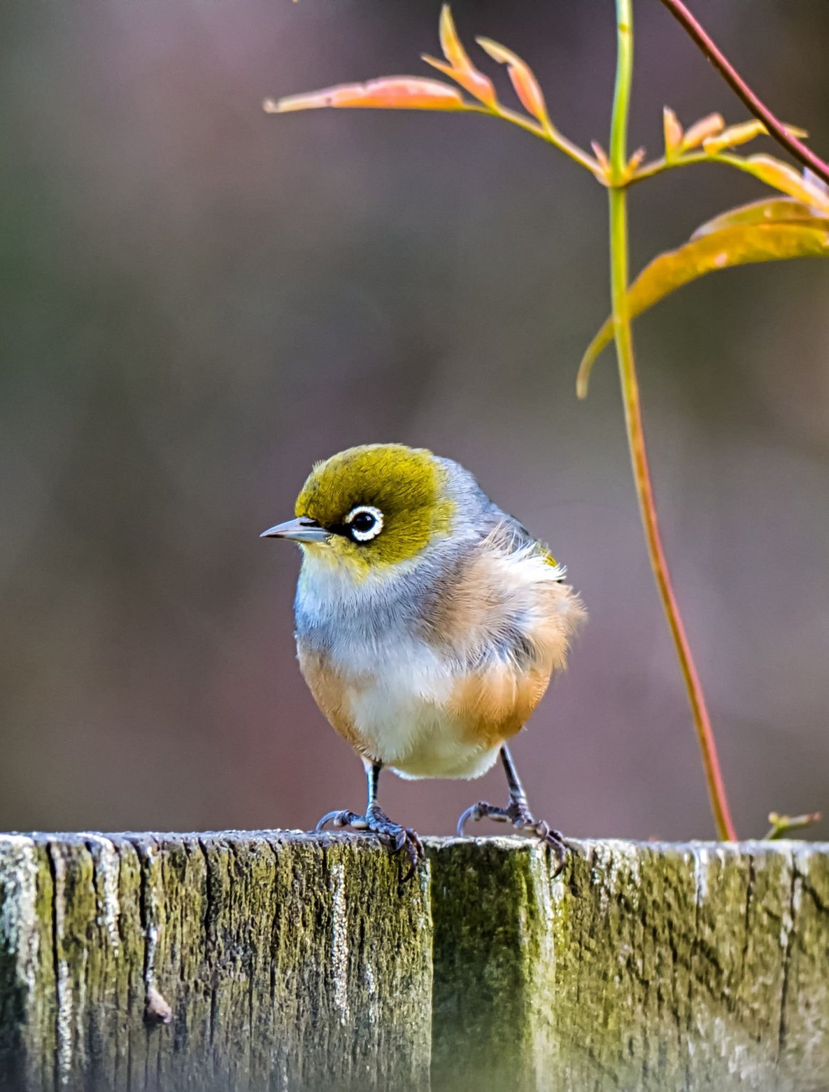 Птичка зун ЗУ нито