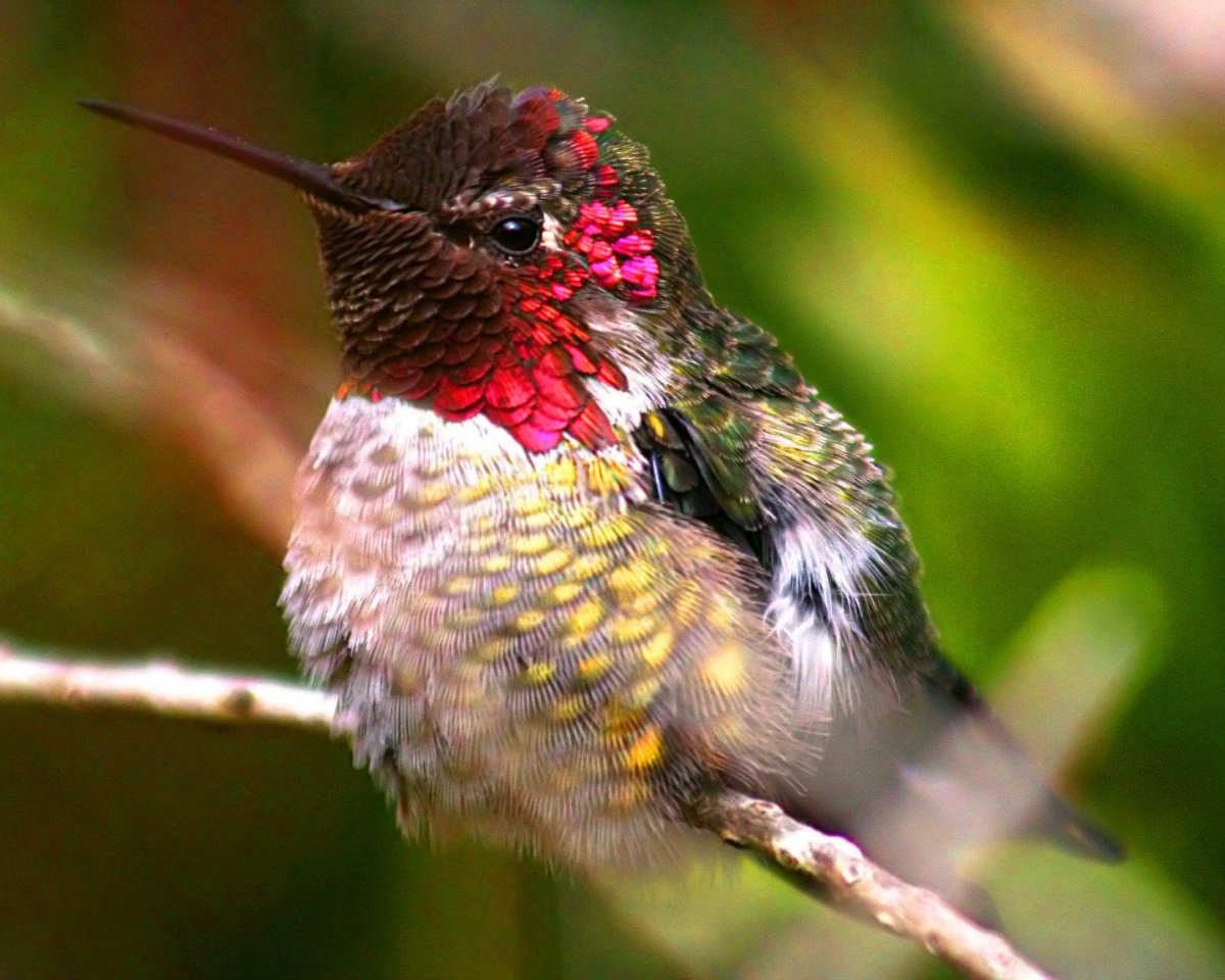 Колибри ручная