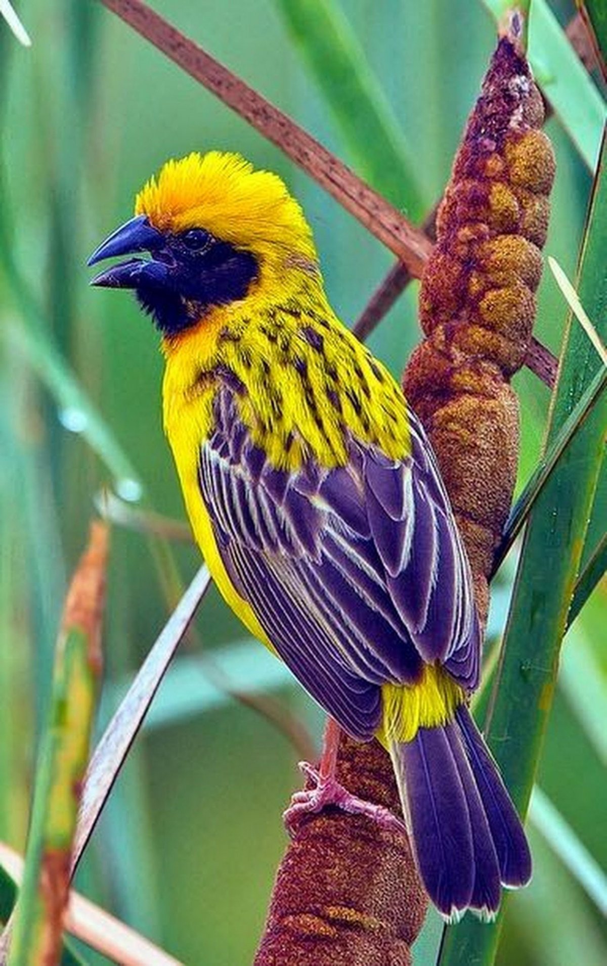 Птичка зун ЗУ нито