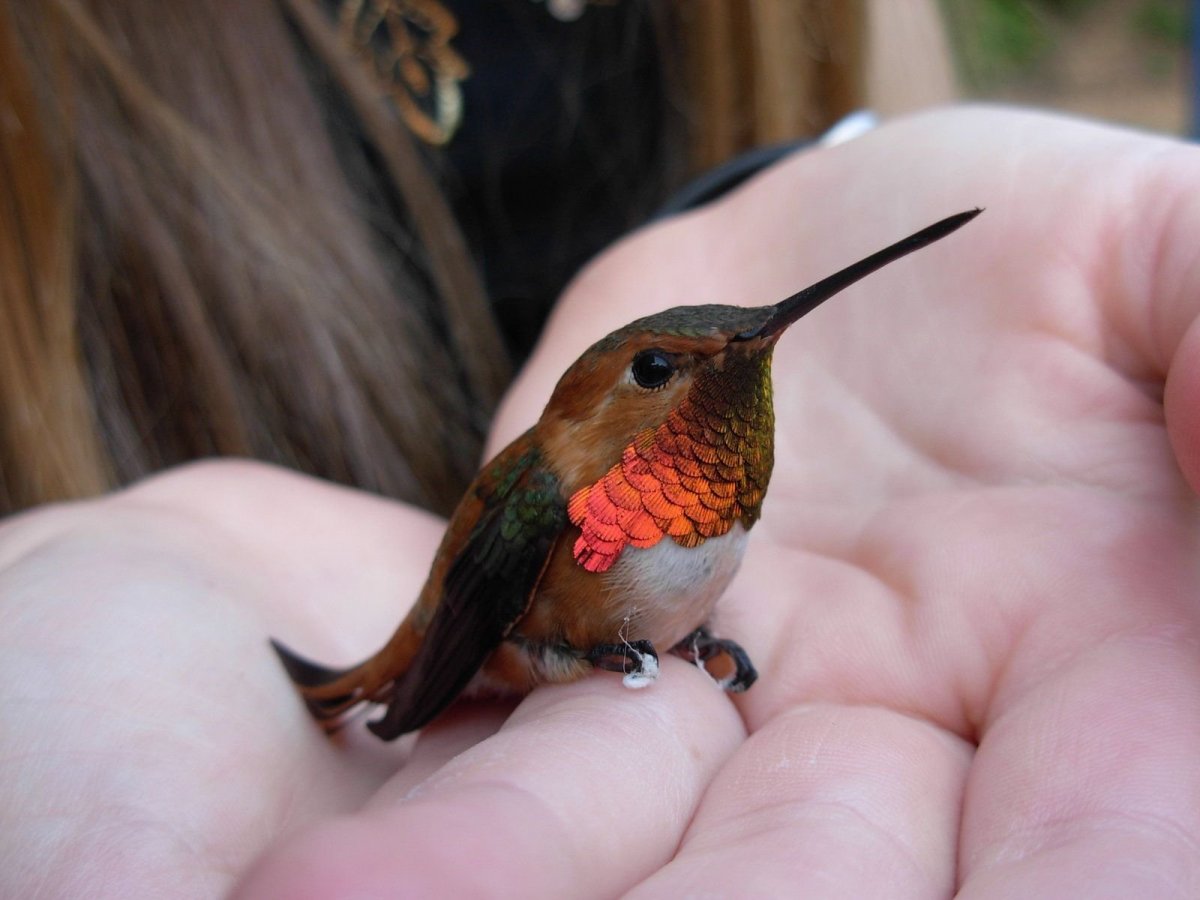 Краснохвостый Колибри