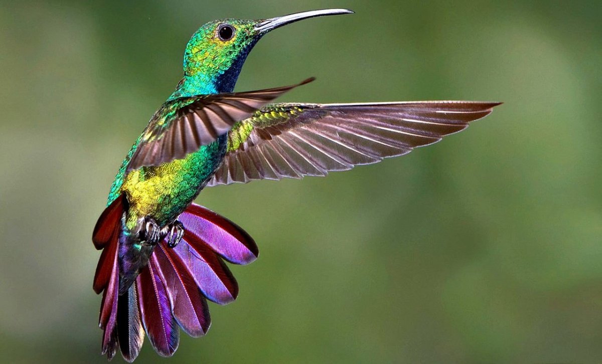 Пчелиная птица зунзунцито