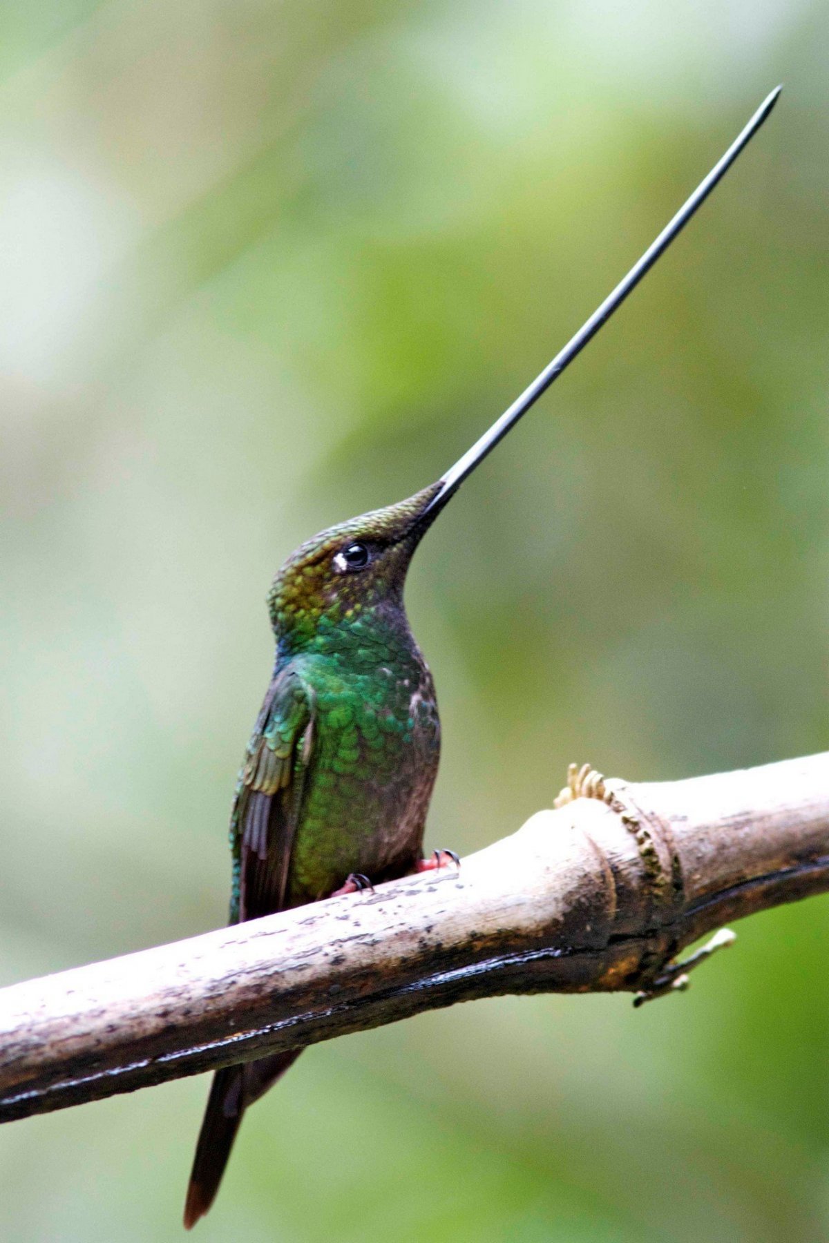 Кубинский Колибри Шмель