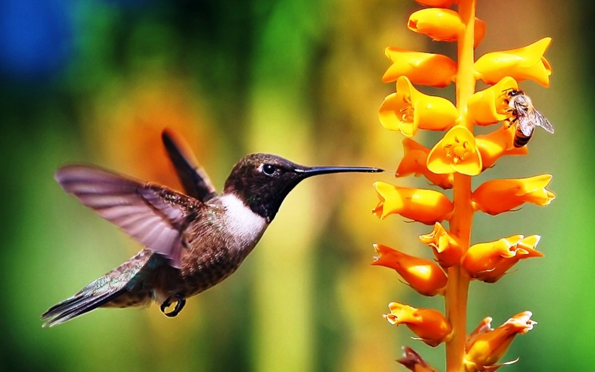 Пчелиный Колибри Куба