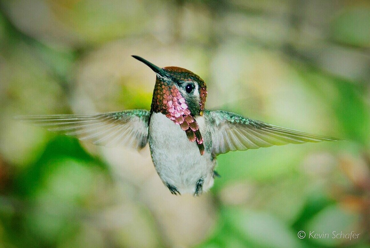 Огненногорлый Колибри